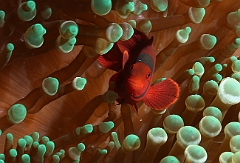 Raja Ampat 2016 - Premnas biaculeatus - Spinecheek Anemonefish - Poisson clown a joues epineuses - IMG_4608_rc